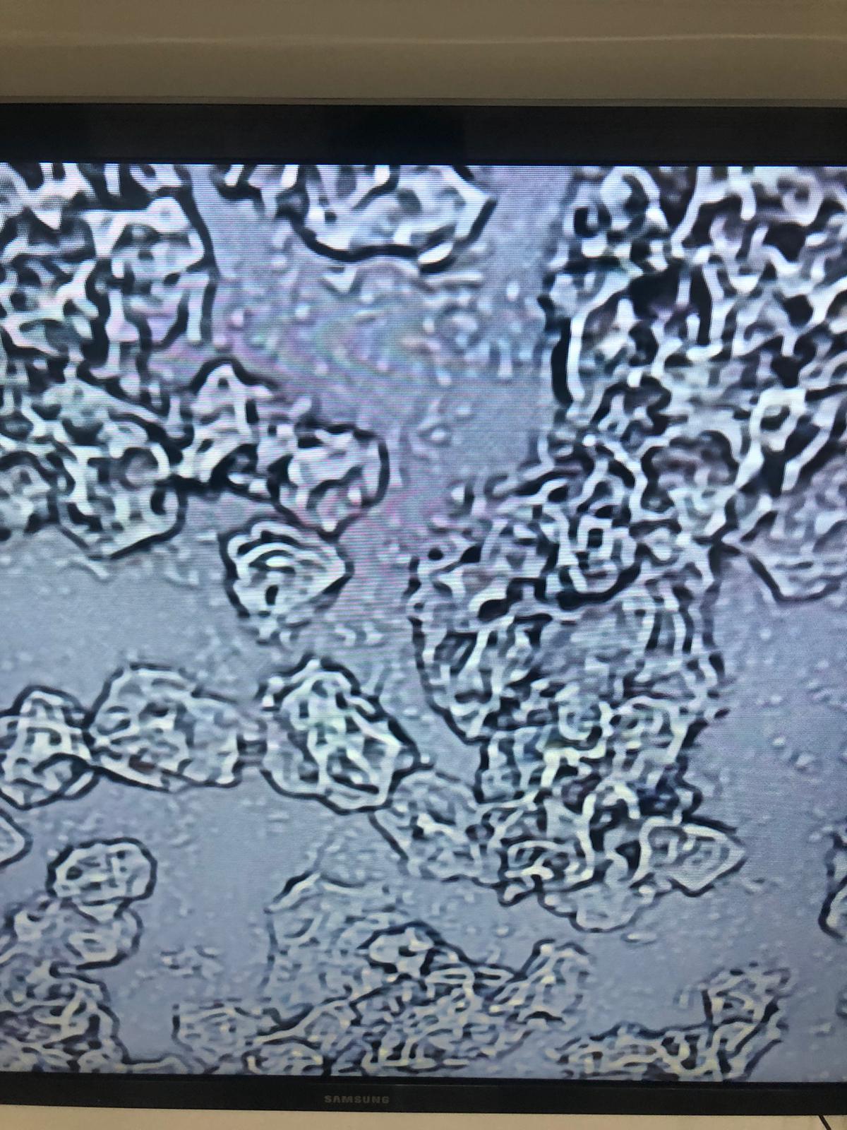 Microscope & cytology course